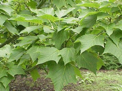  Slangenbast Esdoorn Als Boom (Acer Capillipes)