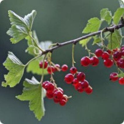  Rode Bes (Ribes Rubrum 'Jonkheer Van Tets')