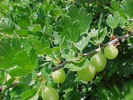  Kruisbes (Ribes Uva-crispa 'Invicta')