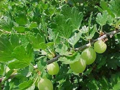  Kruisbes (Ribes Uva-crispa 'Invicta')