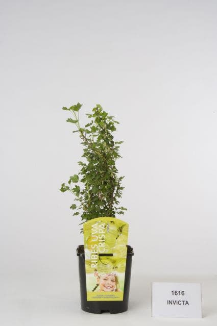  Kruisbes (Ribes Uva-crispa 'Invicta')
