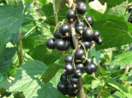  Zwarte Bes (Ribes Nigrum 'Ben Nevis')