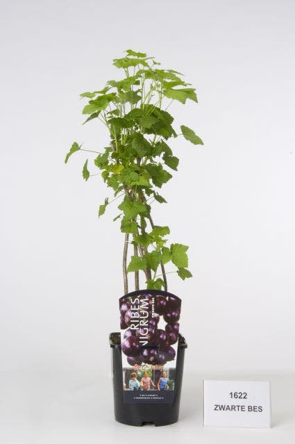  Zwarte Bes (Ribes Nigrum 'Ben Tirran')