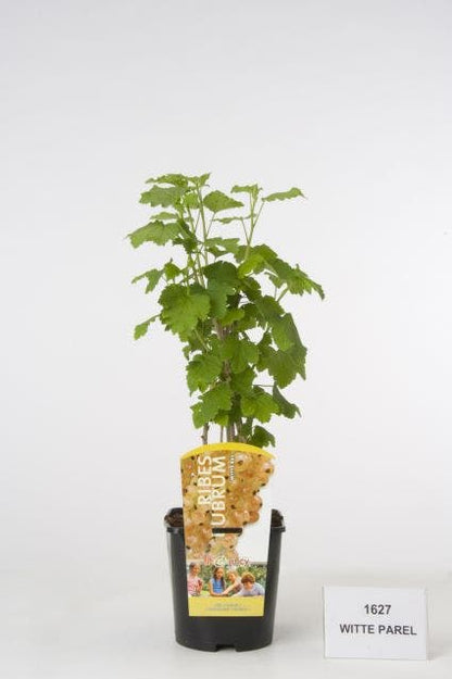  Witte Bes (Ribes Rubrum 'Witte Parel')