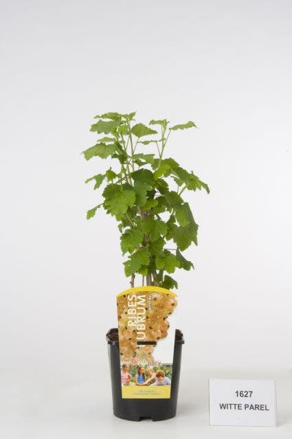  Witte Bes (Ribes Rubrum 'Witte Parel')