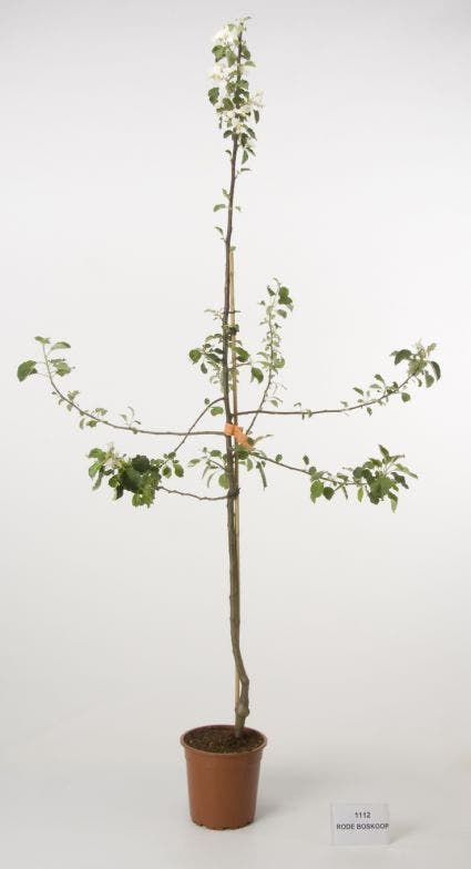  Appelboom (Malus Domestica 'Rode Boskoop')