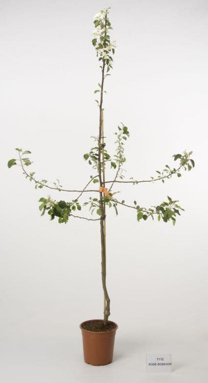  Appelboom (Malus Domestica 'Rode Boskoop')