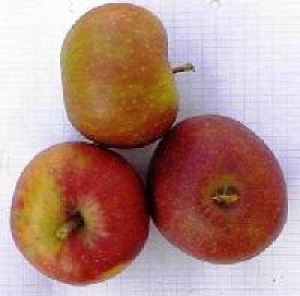  Appelboom (Malus Domestica 'Rode Boskoop')
