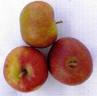  Appelboom (Malus Domestica 'Rode Boskoop')