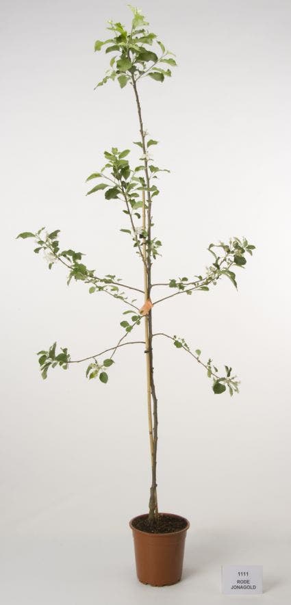  Appelboom (Malus Domestica 'Jonagold')