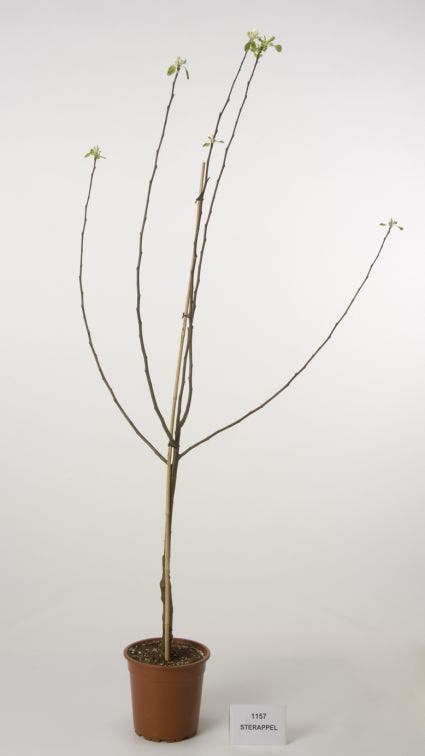  Appelboom (Malus Domestica 'Sterappel')