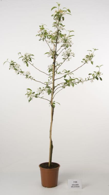  Appelboom (Malus Domestica 'Golden Delicious')