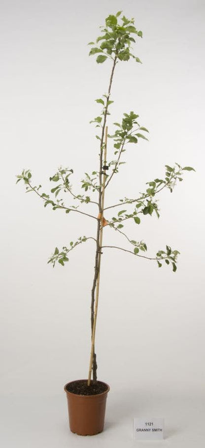  Appelboom (Malus Domestica 'Granny Smith')