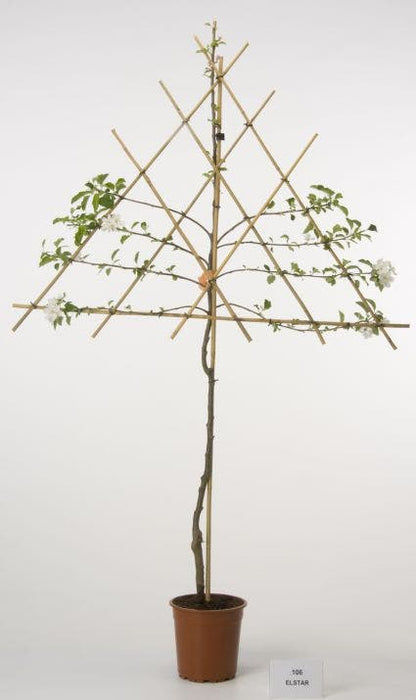  Lei-Appel (Malus Domestica 'Elstar')