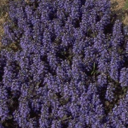  Zenegroen (Ajuga Reptans 'Atropurpurea')