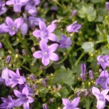  Klokje (Campanula Portenschlagiana 'Resholt Variety')