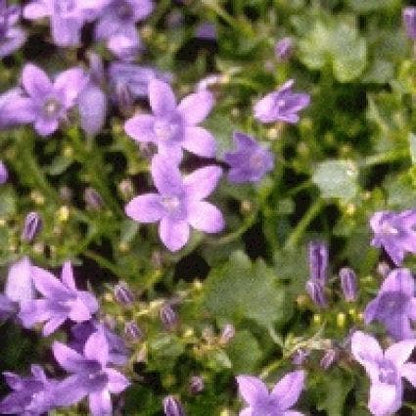  Klokje (Campanula Portenschlagiana 'Resholt Variety')