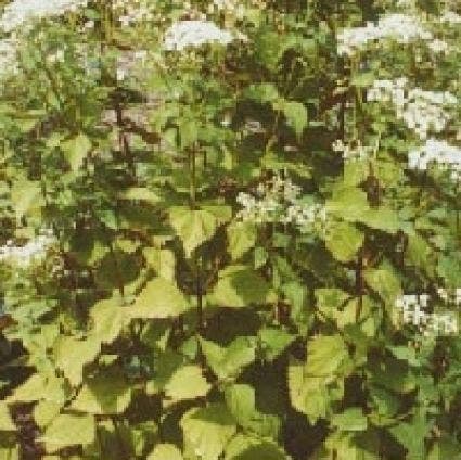  Leverkruid (Eupatorium Rugosum 'Chocolate')