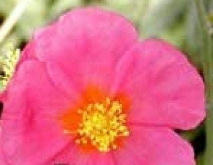  Zonneroosje (Helianthemum 'Supreme')