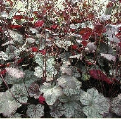  Purperklokje (Heuchera 'Cascade Dawn')