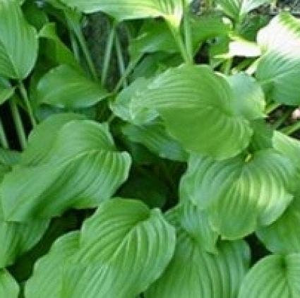  Funkia/Hartlelie (Hosta 'Honeybells')