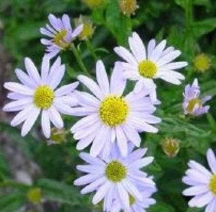  Zomeraster (Kalimeris Incisa 'Blue Star') BIO