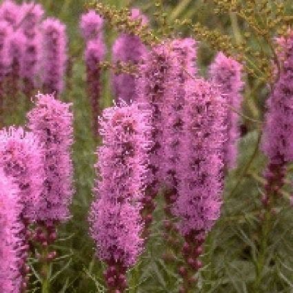  Lampenpoetser (Liatris Spicata 'Kobold') BIO