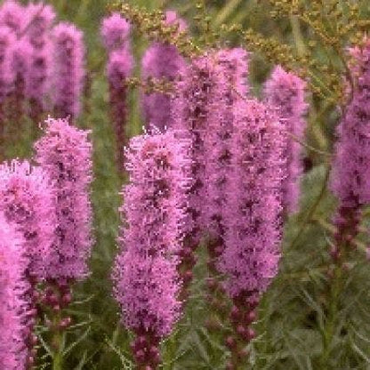  Lampenpoetser (Liatris Spicata 'Kobold') BIO