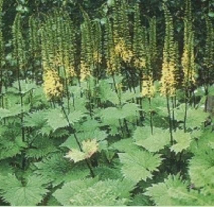  Kruiskruid (Ligularia Stenocephala 'The Rocket')