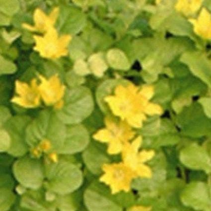  Wederik (Lysimachia Nummularia 'Aurea')