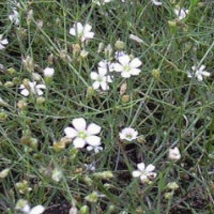  Mantelanjer (Petrorhagia Saxifraga)