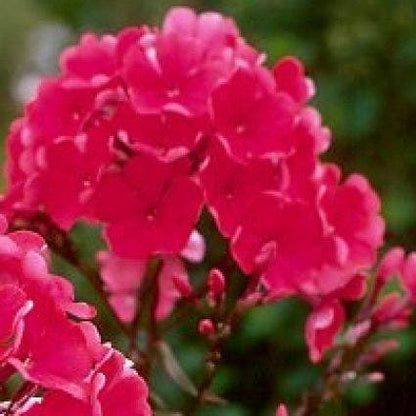  Vlambloem (Phlox Paniculata 'Starfire')