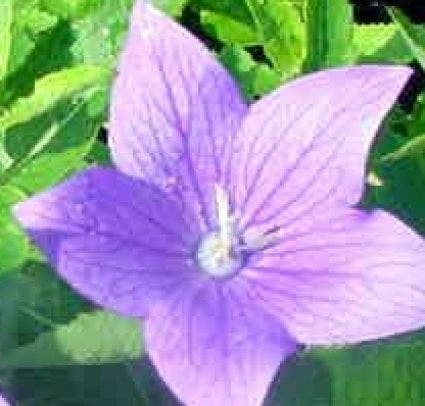 Ballonklokje (Platycodon Grandiflorus 'Mariesii')