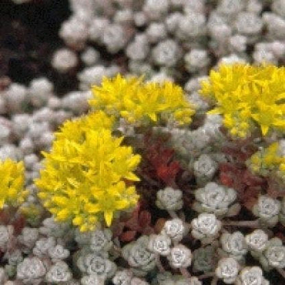  Vetkruid (Sedum Spathulifolium 'Cape Blanco')