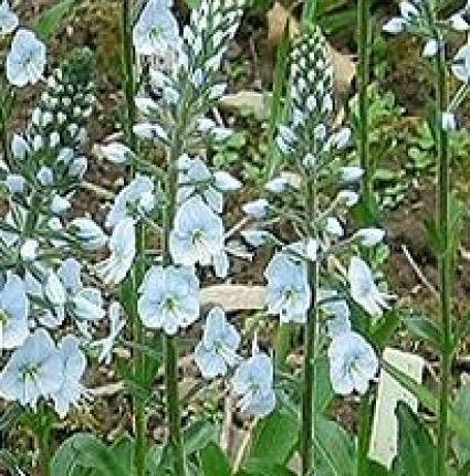 Ereprijs (Veronica Gentianoides)