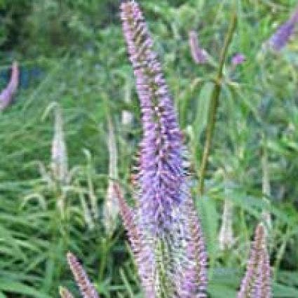  Virginische Ereprijs (Veronicastrum Virginicum 'Lavendelturm')
