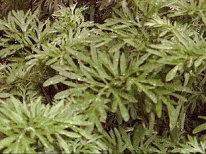  Absint Alsem (Artemisia Absinthium)