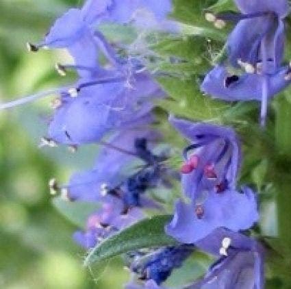  Hyssop (Hyssopus Officinalis)