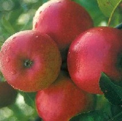  Appelboom (Malus Domestica 'Ecolette')