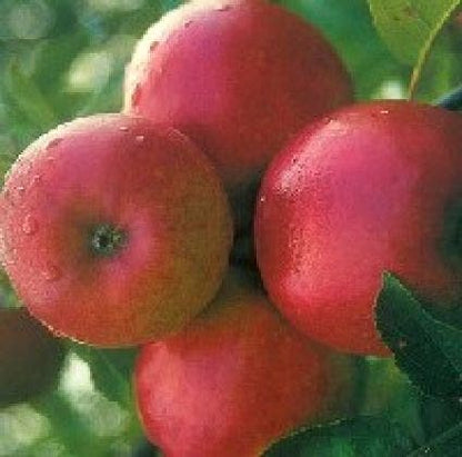  Appelboom (Malus Domestica 'Ecolette')