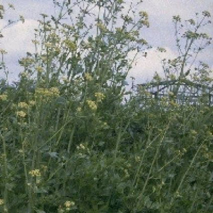  Maggiplant (Levisticum Officinale)