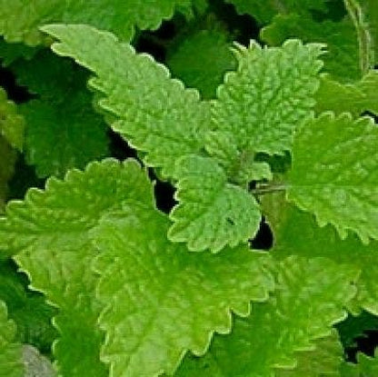 Citroenmelisse (Melissa Officinalis)