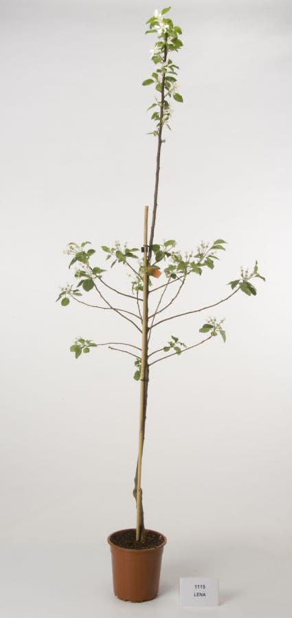  Appelboom (Malus Domestica 'Lena')