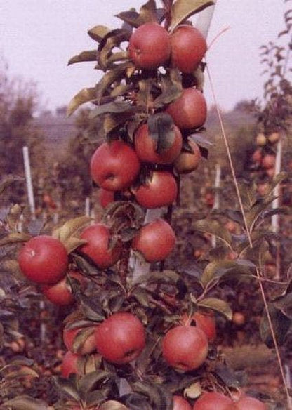  Appelboom (Malus Domestica 'Rajka')