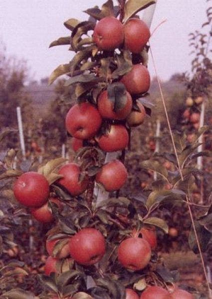  Appelboom (Malus Domestica 'Rajka')
