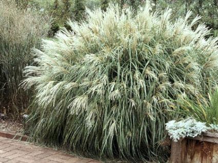  Chinees Riet, Sierriet (Miscanthus Sinensis 'Yaku Jima')