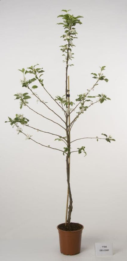  Lei-Appel (Malus Domestica 'Cox's Orange')