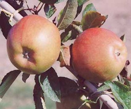  Lei-Appel (Malus Domestica 'Braeburn')