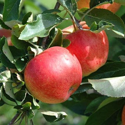  Lei-Appel (Malus Domestica 'Gala')