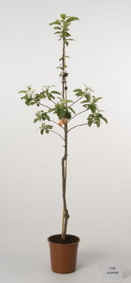  Appelboom (Malus Domestica 'Gloster')